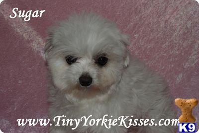 Dogs for Sale in CA
